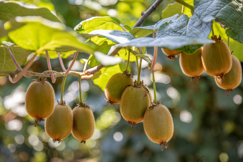 Kiwifruit are edible berries that grow on vigorous woody vines. They require support, pruning, and time to mature, but once established, they are highly productive.