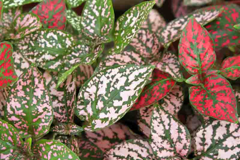 Hypoestes phyllostachya, Polka Dot Plant, Freckle Face, Measles Plant, Pink Dot, Flamingo Plant