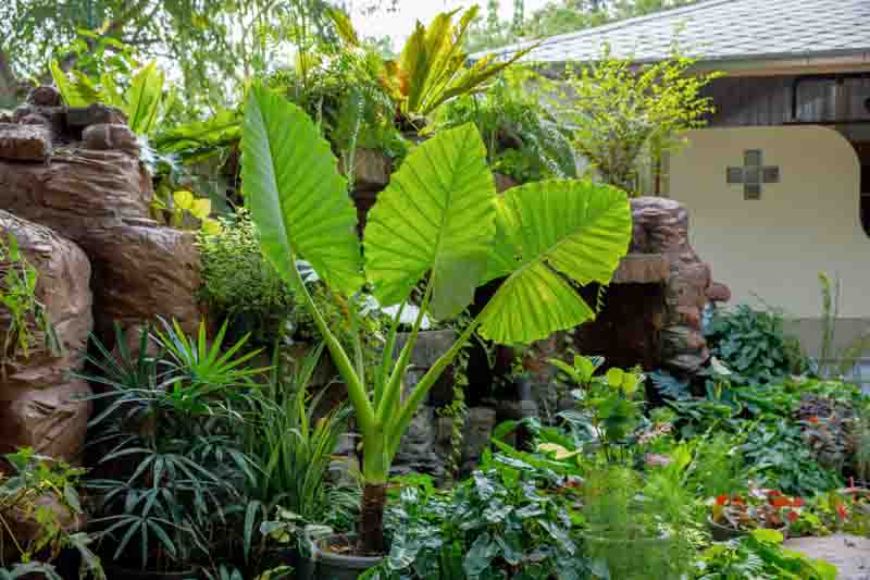 Alocasia odora, Fragrant Alocasia, Alociasia, Tropical Plant, Houseplant, Indoor plants