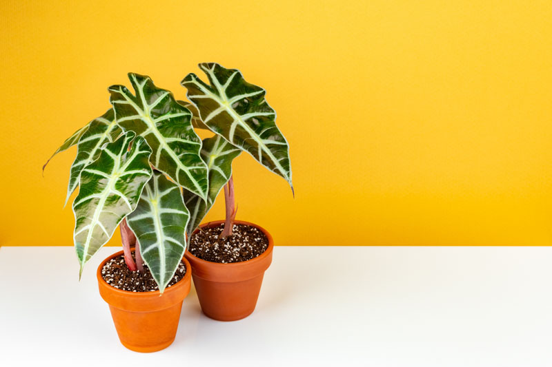 Alocasia amazonica Polly, Alocasia, Elephant Ear, House Plant, Houseplant, Tropical Plant