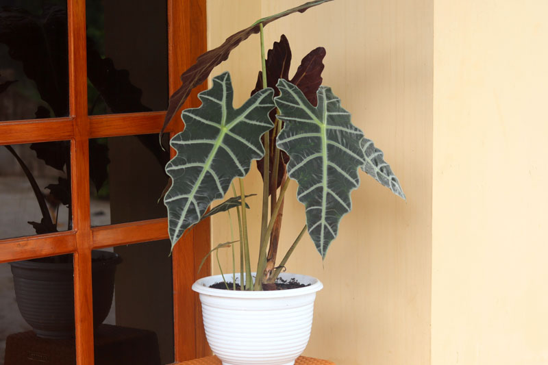Alocasia amazonica, Amazonian Elephant Ear, African Mask Plant, Tropical Plant, houseplant