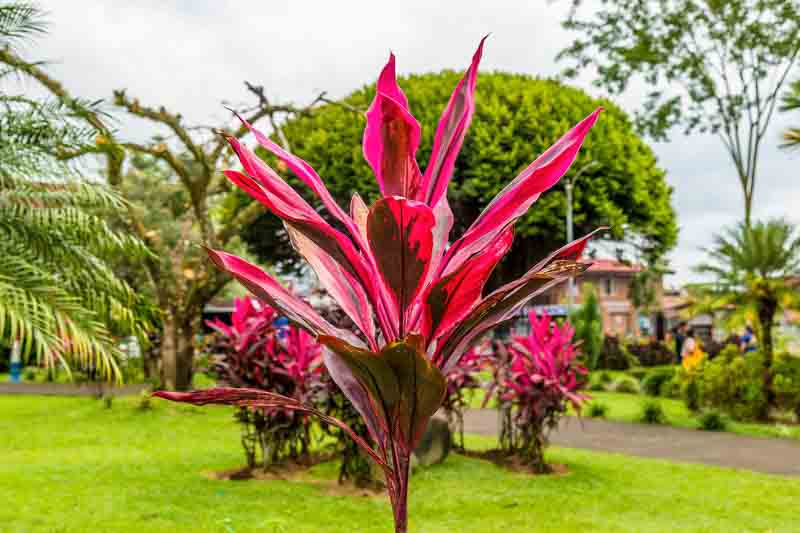 Ti Plant, Cabbage Tree, Ti, Good Luck Plant, Tropical Plant, Cordyline fruticosa