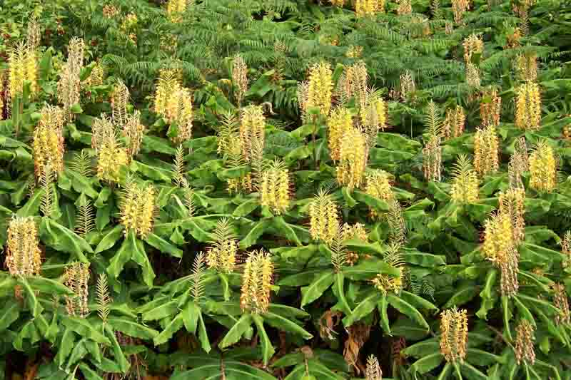 Kahili Ginger, hedychium gardnerianum, Tropical Flowers, Tr
