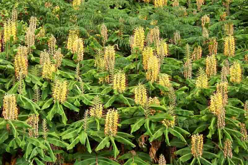 Kahili Ginger, hedychium gardnerianum, Tropical Flowers, Tr