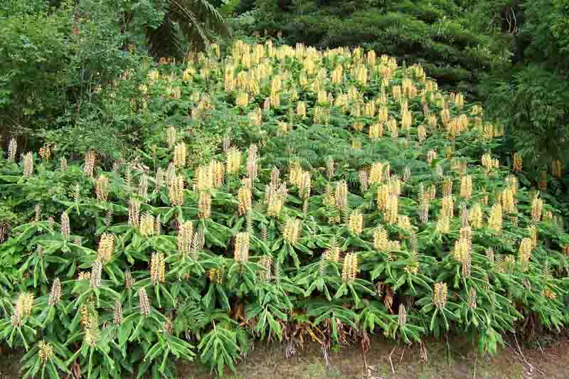 Kahili Ginger, hedychium gardnerianum, Tropical Flowers, Tropical Plants