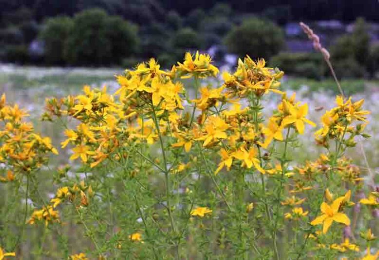 In the wild in the forest bloom hypericum perforatum