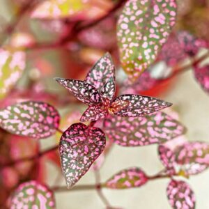 Hypoestes phyllostachya, Polka Dot Plant, Freckle Face, Measles Plant, Pink Dot, Flamingo Plant