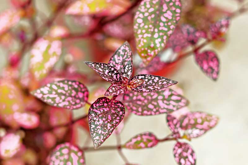 Hypoestes phyllostachya, Polka Dot Plant, Freckle Face, Measles Plant, Pink Dot, Flamingo Plant