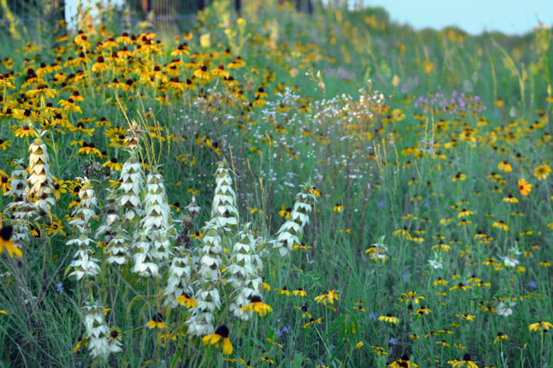 Roadside wildflowers in Texas - Image, Monarda punctata, Rudbeckia triloba