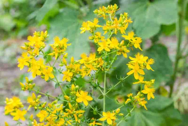 In the wild in the forest bloom hypericum perforatum