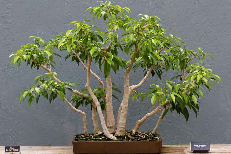 Ficus benjamina, Benjamin Tree, Java Fig, Java Tree, Small-Leaved Rubber Plant, Tropic Laurel, Waringin, Weeping Fig, Evergreen Fig, Evergreen Plant