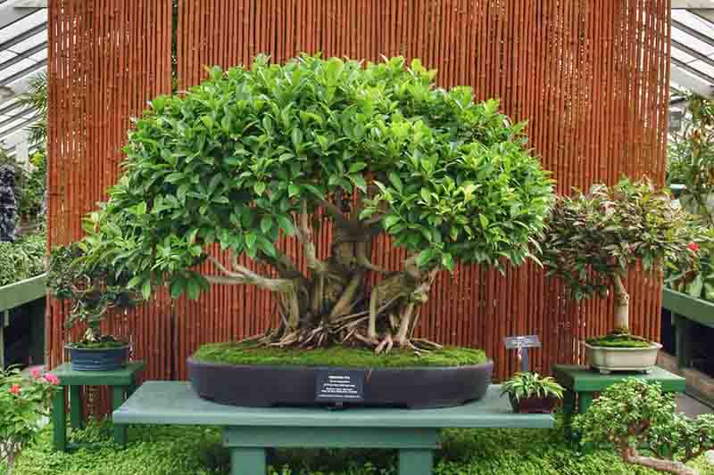 Ficus benjamina, Benjamin Tree, Java Fig, Java Tree, Small-Leaved Rubber Plant, Tropic Laurel, Waringin, Weeping Fig, Evergreen Fig, Evergreen Plant