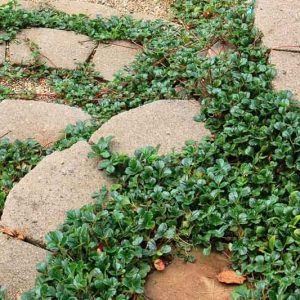 Fragaria chiloensis,Beach Strawberry, Sand Strawberry, Chilean Strawberry, Coastal Strawberry, evergreen shrub, Strawberries, Red Fruit, White flowers