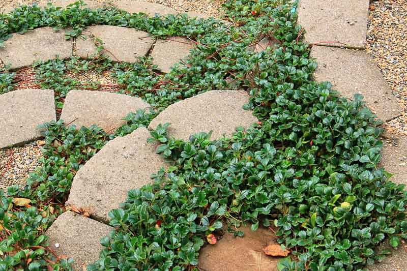 Fragaria chiloensis,Beach Strawberry, Sand Strawberry, Chilean Strawberry, Coastal Strawberry, evergreen shrub, Strawberries, Red Fruit, White flowers