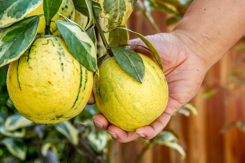 Eureka Pink Variegated Lemon, Eureka Variegated Lemon, Eureka Lemon, Citrust, Citrus x limon