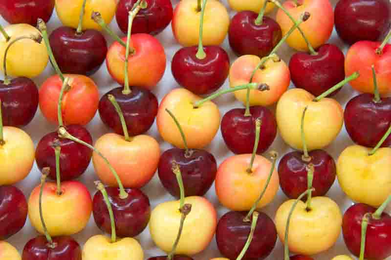 Rainier Cherries, Rainier Cherry, Sweet Cherries, Prunus avium Rainier