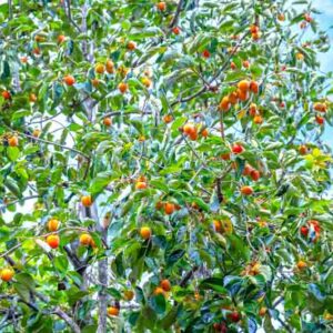 Diospyros kaki, Japanese Persimmon, Chinese Date Plum, Chinese Persimmon, Oriental Persimmon, Kaki