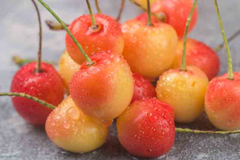 Rainier Cherries, Rainier Cherry, Sweet Cherries, Prunus avium Rainier