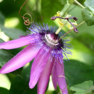 Passiflora 'Lavender Lady', Passion Flower 'Lavender Lady', 'Lavender Lady' Passion Vine,'Lavender Lady' Passionflower, 'Lavender Lady' Passionvine, Lavender Vines, Mediterranean Vines, Purple Flowers, Evergreen Vines