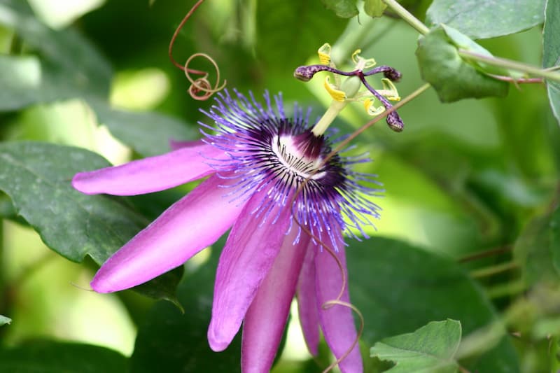 Passiflora 'Lavender Lady', Passion Flower 'Lavender Lady', 'Lavender Lady' Passion Vine, 'Lavender Lady' Passionflower, Lavender Vines, Mediterranean Vines, Purple Flowers, Evergreen Vines