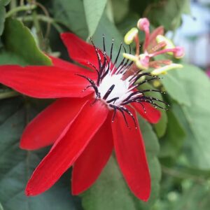 Passiflora Racemosa, Red Passion Flower, Red Passion Vine, Red Passionflower, Red Passionvine, Red Vines, Mediterranean Vines, Red Flowers, Evergreen Vines