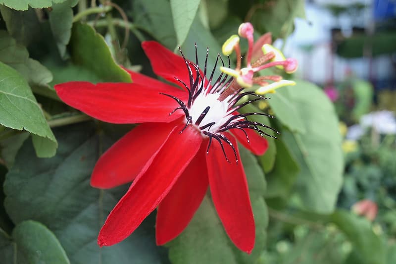 Passiflora coccinea, Scarlet Passion Flower, Tropical Vine, Red Flowers, Passion Vine, Greenhouse Vine, Butterfly Vine