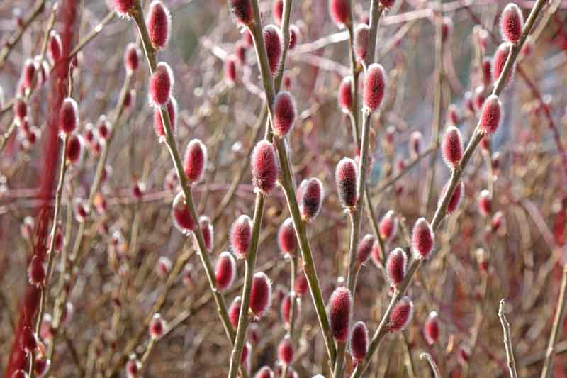 Salix gracilistyla 'Mount Aso', Rose-Gold Pussy Willow 'Mount Aso', Rosegold Pussy Willow 'Mount Aso', Japanese Pussy 'Mount Aso', Catkins