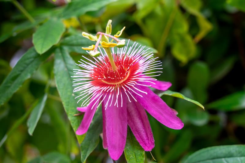 Passiflora Anastasia, Passion Flower Anastasia, Anastasia Passion Vine, Anastasia Passionflower, Anastasia Passionvine, Lavender Vines, Mediterranean Vines, Purple Flowers, Evergreen Vines