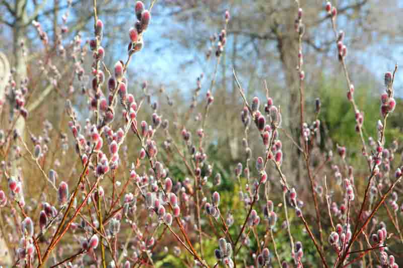 Salix gracilistyla 'Mount Aso', Rose-Gold Pussy Willow 'Mount Aso', Rosegold Pussy Willow 'Mount Aso', Japanese Pussy 'Mount Aso', Catkins