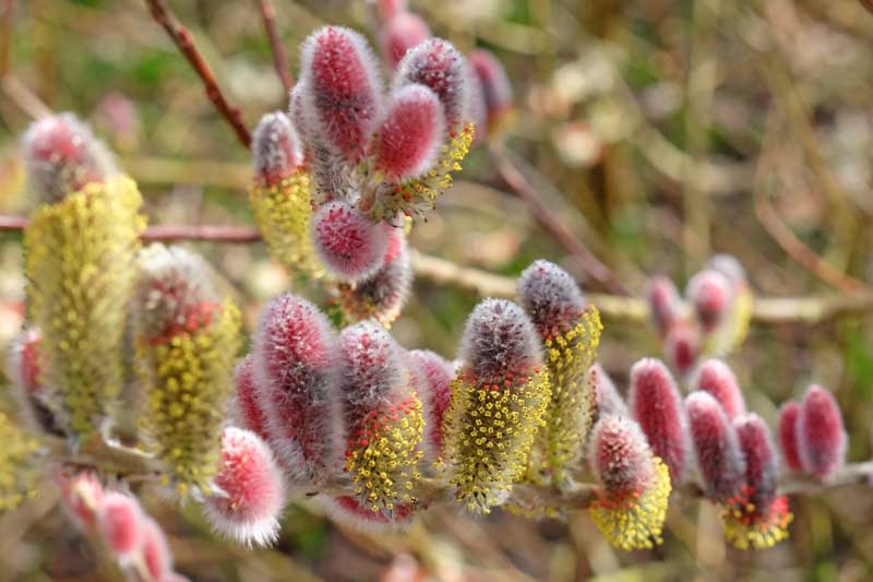 Salix gracilistyla 'Mount Aso', Rose-Gold Pussy Willow 'Mount Aso', Rosegold Pussy Willow 'Mount Aso', Japanese Pussy 'Mount Aso', Catkins