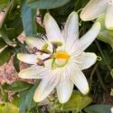 Passion Flower, Passionflower, Passion Vine, Passiflora, Passiflora caerulea,