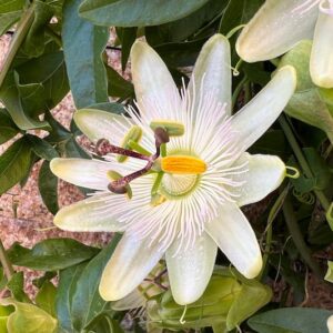 Passion Flower, Passionflower, Passion Vine, Passiflora, Passiflora caerulea,