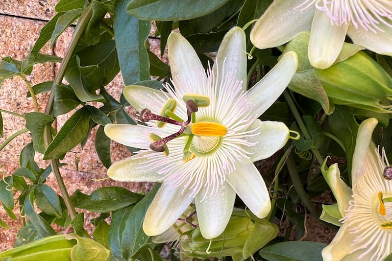 Passion Flower, Passionflower, Passion Vine, Passiflora, Passiflora caerulea,