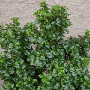 Ligustrum japonicum Rotundifolium, Japanese Privet 'Rotundifolium', Wax Leaf Privet 'Rotundifolium', Berries, Shrubs with berries