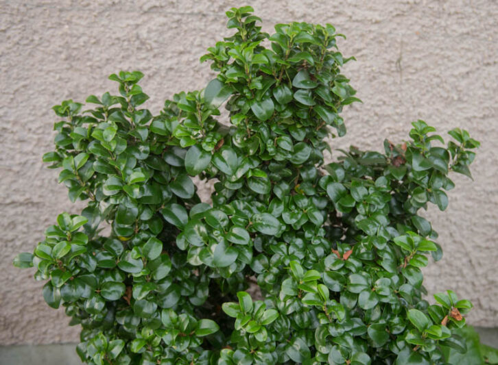 Ligustrum japonicum Rotundifolium, Japanese Privet 'Rotundifolium', Wax Leaf Privet 'Rotundifolium', Berries, Shrubs with berries