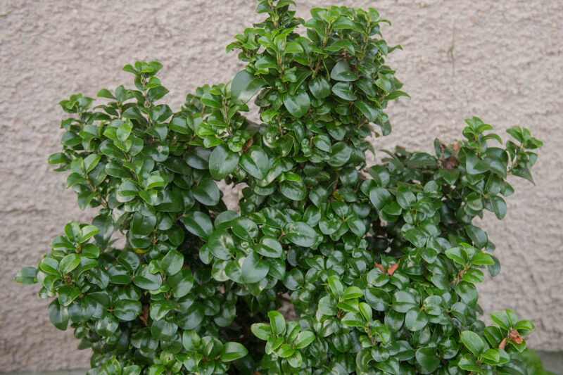 Ligustrum japonicum Rotundifolium, Japanese Privet 'Rotundifolium', Wax Leaf Privet 'Rotundifolium', Berries, Shrubs with berries