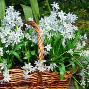 Squill Tubergiana 'Tubergeniana',Scilla Mischtschenkoana 'Tubergeniana', Spring Bulbs, Early Scilla 'Tubergeniana', White Squill 'Tubergeniana'