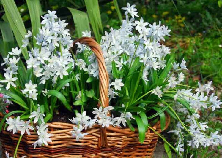 Squill Tubergiana 'Tubergeniana',Scilla Mischtschenkoana 'Tubergeniana', Spring Bulbs, Early Scilla 'Tubergeniana', White Squill 'Tubergeniana'