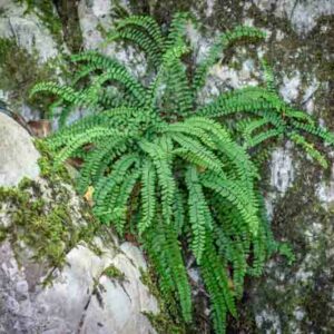 Asplenium trichomanes, Maidenhair Spleenwort, Common Spleenwort, English Maidenhair, Green Spleenwort, Waterwort, Shade plants, shade perennial, plants for shade, plants for wet soil