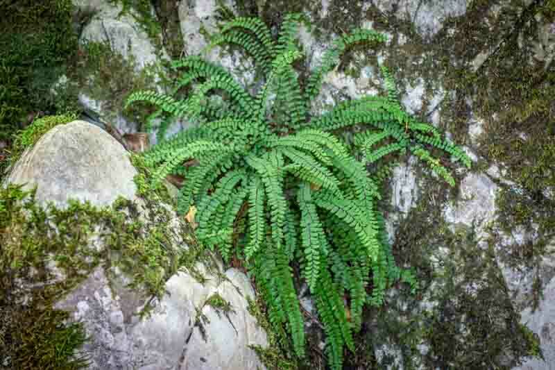 Asplenium trichomanes, Maidenhair Spleenwort, Common Spleenwort, English Maidenhair, Green Spleenwort, Waterwort, Shade plants, shade perennial, plants for shade, plants for wet soil