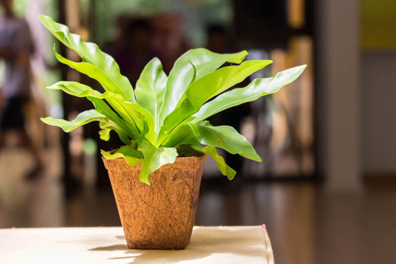 Asplenium nidus, Bird's Nest Fern, Evergreen fern, Shade plants, shade perennial, plants for shade, plants for wet soil