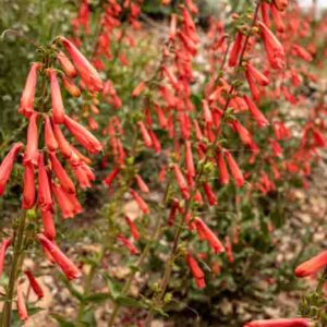 Penstemon eatonii, Firecracker Penstemon, Firecracker Beardtongue, Eaton's Penstemon, Eaton's Beardtongue, Red Penstemon, Red Beardtongue