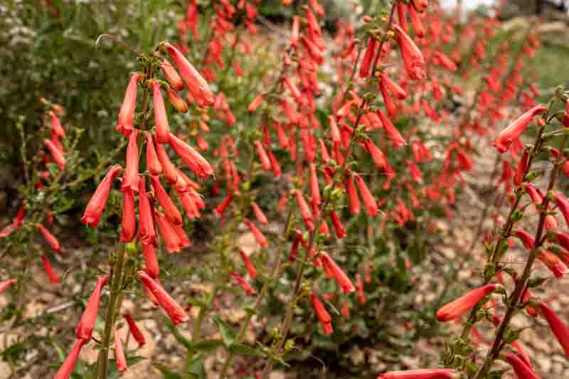 Penstemon eatonii, Firecracker Penstemon, Firecracker Beardtongue, Eaton's Penstemon, Eaton's Beardtongue, Red Penstemon, Red Beardtongue