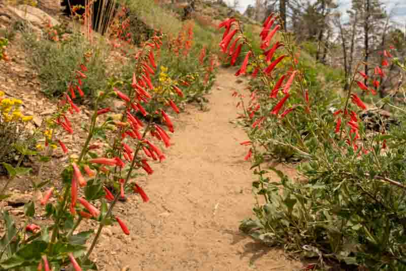 Penstemon eatonii, Firecracker Penstemon, Firecracker Beardtongue, Eaton's Penstemon, Eaton's Beardtongue, Red Penstemon, Red Beardtongue
