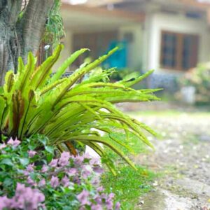 Asplenium nidus, Bird's Nest Fern, Evergreen fern, Shade plants, shade perennial, plants for shade, plants for wet soil