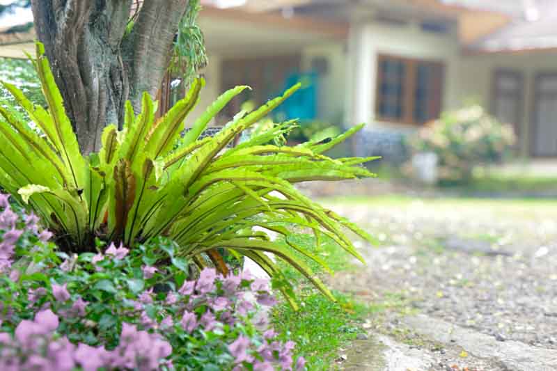 Asplenium nidus, Bird's Nest Fern, Evergreen fern, Shade plants, shade perennial, plants for shade, plants for wet soil