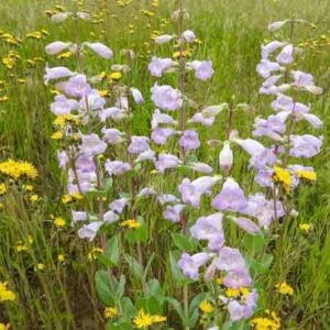 Penstemon grandiflorus, Large Beardtongue