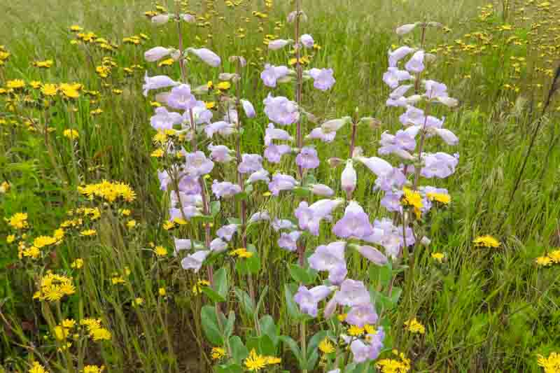 Penstemon grandiflorus, Large Beardtongue
