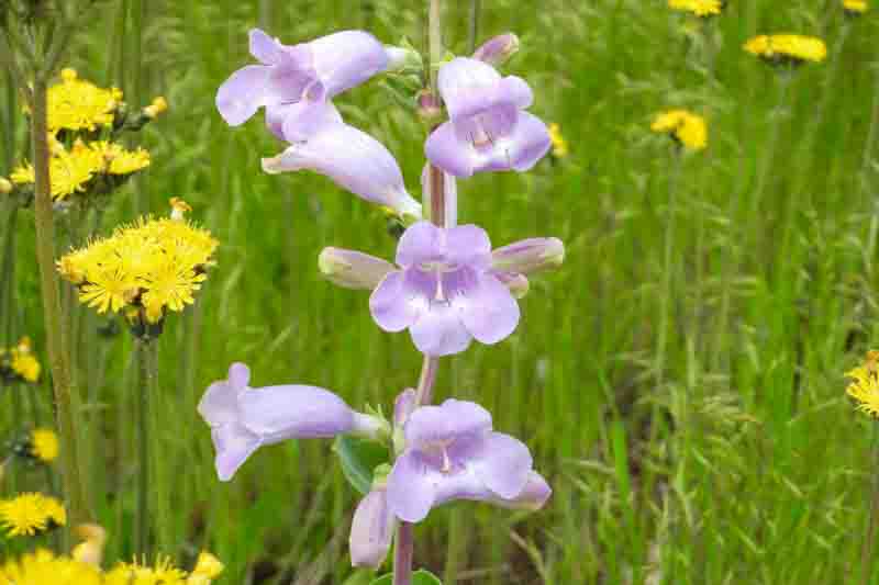 Penstemon grandiflorus, Large Beardtongue