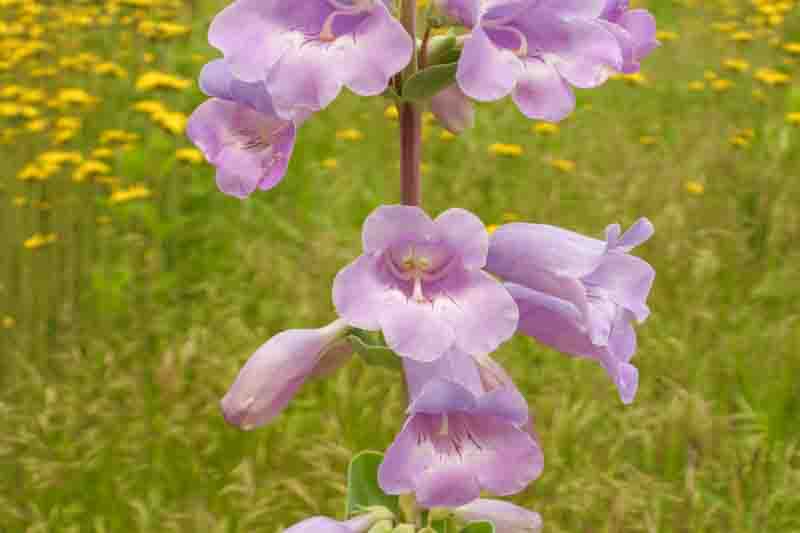 Penstemon grandiflorus, Large Beardtongue